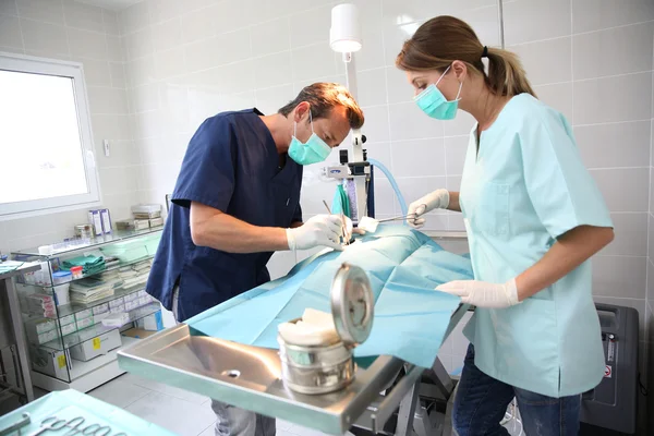 Veterinarian and assistant in surgery room