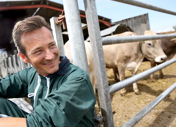 Farmer sitting by cows in barn