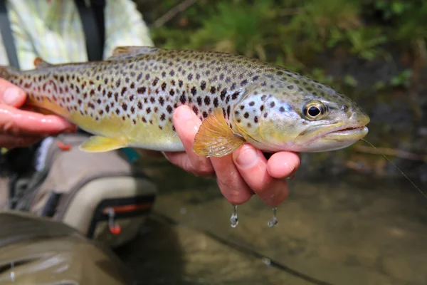 Brown trout caught by fisherman