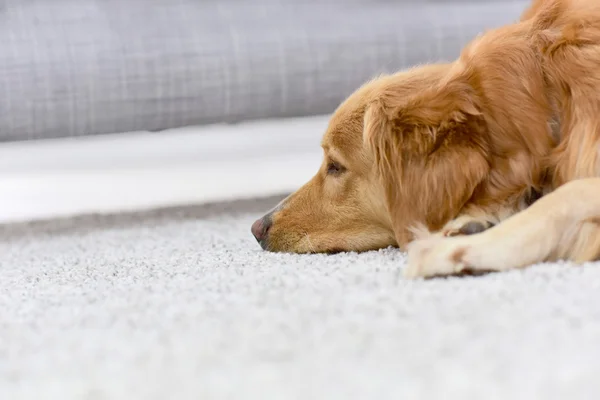 Dog sleeping on carpet at home