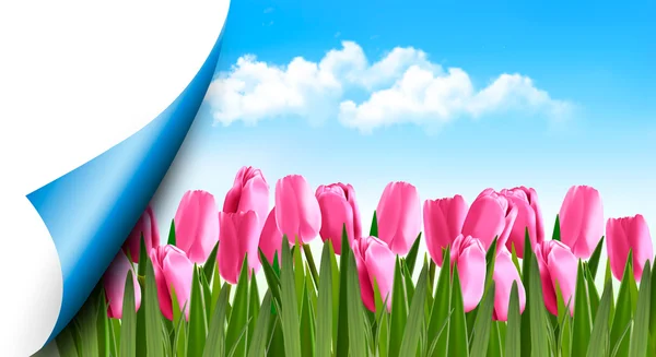 Spring background with pink tulips and a page corner. Vector.