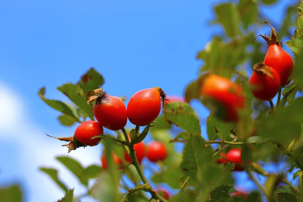 An Autumn red dog rose tree growing