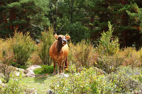 A cow standing on the summer meadow