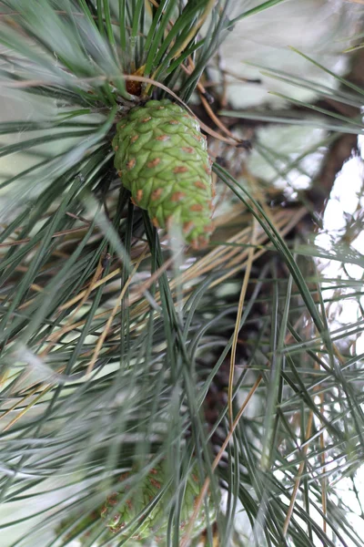 Pincone hanging on the fir tree branch