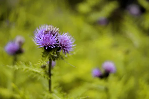 Blue Flower with a pins on the summer green meadow