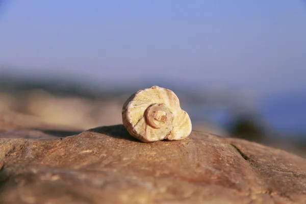 Sea shell laying on the stone near the seashore