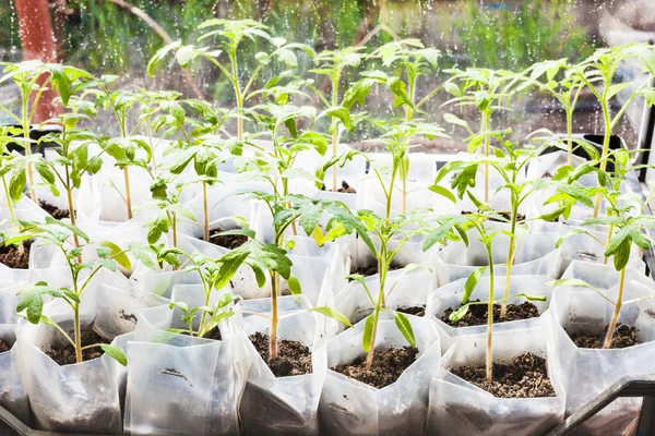 Green sprouts of tomato plant in plastic boxes