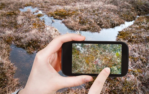 Tourist taking photo of swamp in Arctic tundra