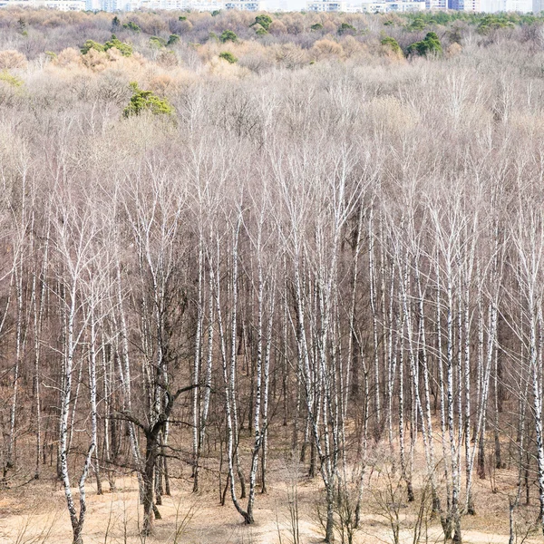 Above view of leafless trees in spring forest