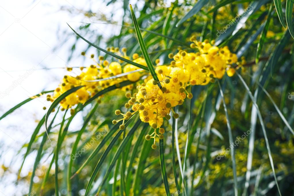 depositphotos_70980695-stock-photo-yello