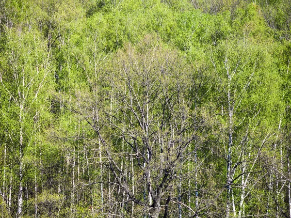 Above view of green oak tree in forest in spring