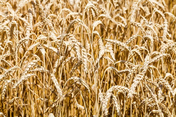 Ears of ripe wheat in field in summer