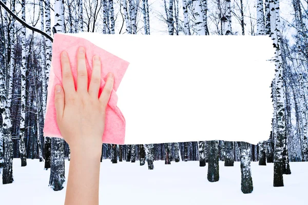 Hand deletes winter birch trees by pink rag