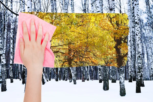 Hand deletes bare birch trunks by pink cloth