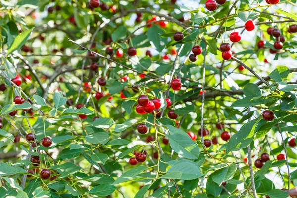 Many red cherry ripe fruits on tree in summer