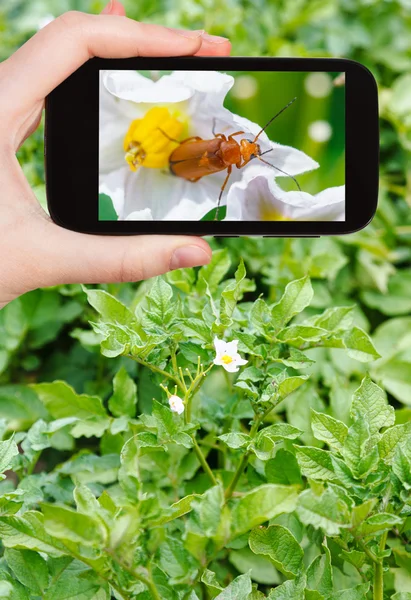 Tourist takes picture of potato flowers on field