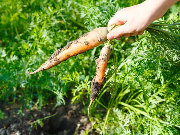 Two picked carrots in hand and garden bed