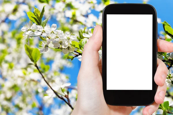 Phone with cut out screen and white apple flower
