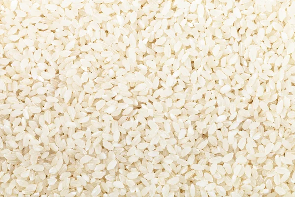 Short grains of uncooked white Kuban rice