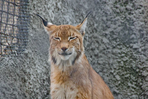 Lynx squints in the sun