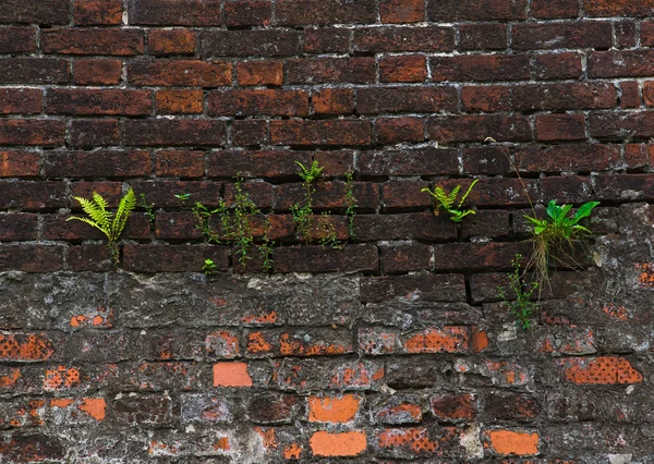 Grass struggling for life on the wall of brick