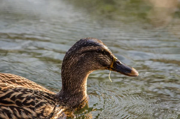 Brown duck in water