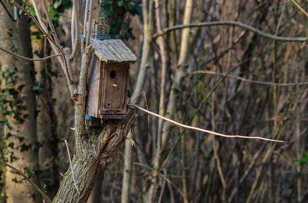 Bird house in the forest