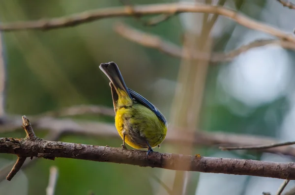 Bluetit from behind