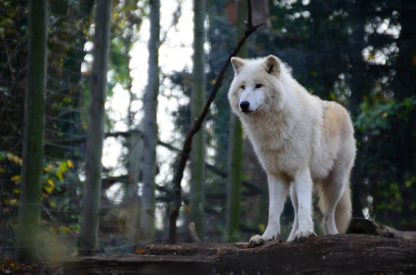 White wolf stands