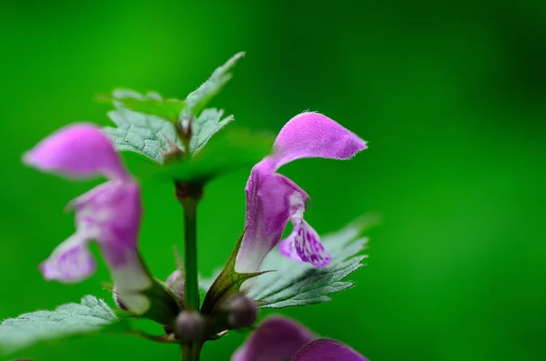 Lilac flower and green background