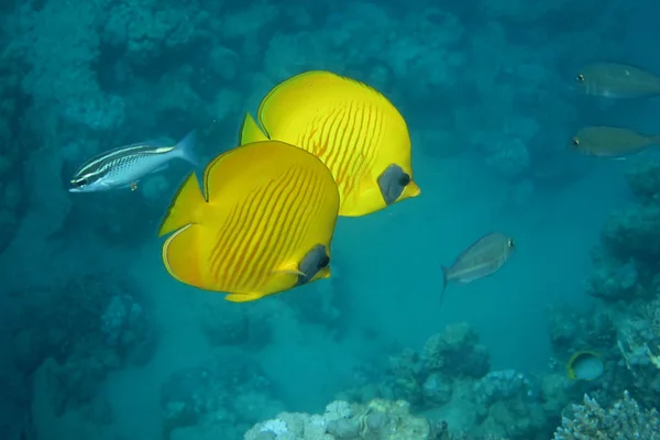 Two mask butterfly fish swim