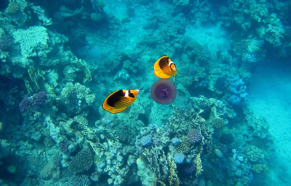 Two tobacco butterfly fish eat purple jellyfish