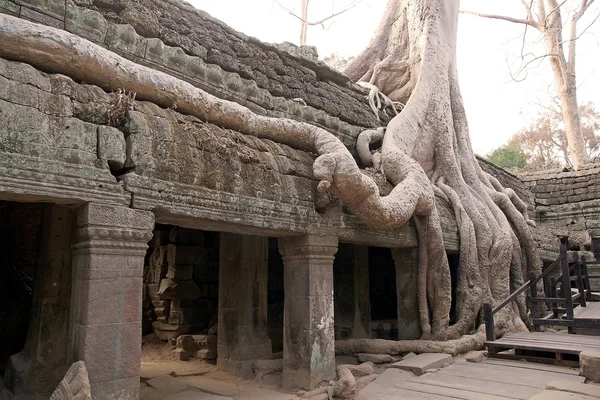 Ta Prohm temple