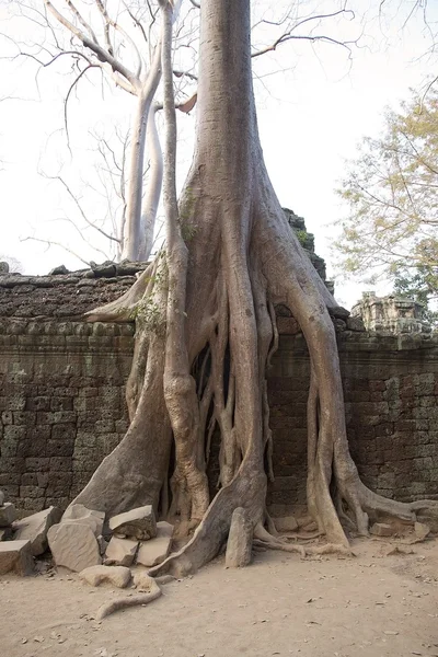 Ta Prohm temple