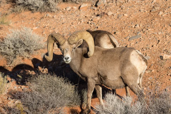 Desert Bighorn Sheep Ram