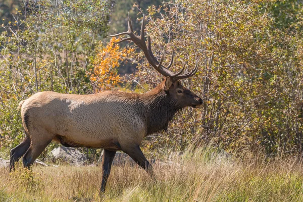 Bull Elk in the Fall Rut