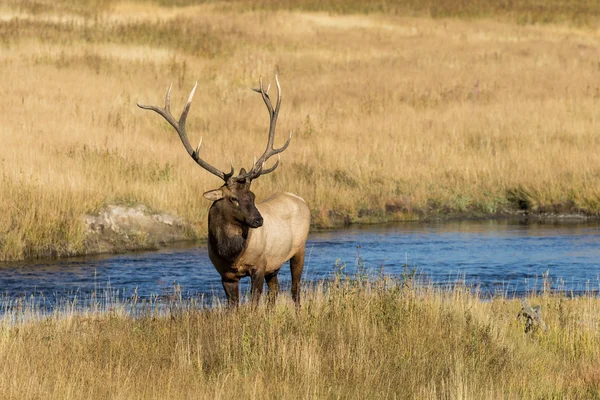 Bull elk During the Fall Rut