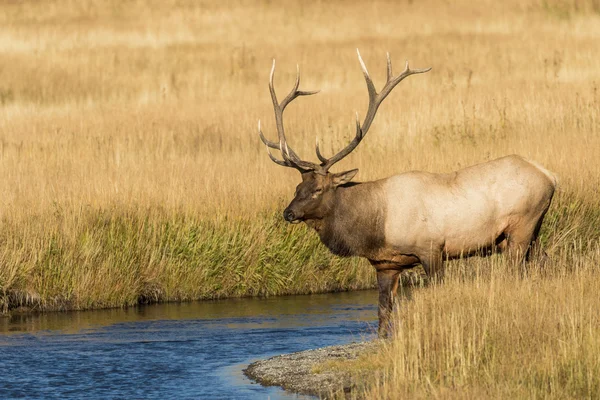 Bull elk During the Fall Rut