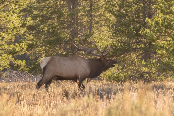Bull elk Bugling in the rut