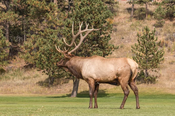 Bull Elk in the Rut