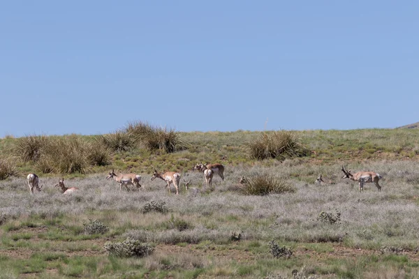 Pronghorn Antelope on the Prairie