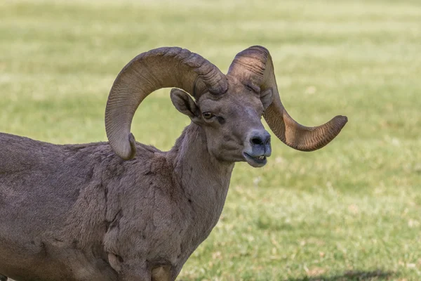 Desert Bighorn Sheep Ram Portrait