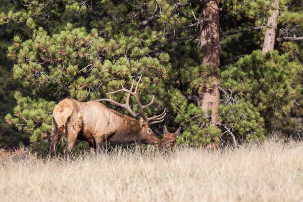 Bull Elk with Cow in the Rut