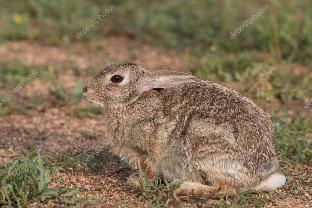 cute baby cottontail rabbit cute baby cottontail rabbit