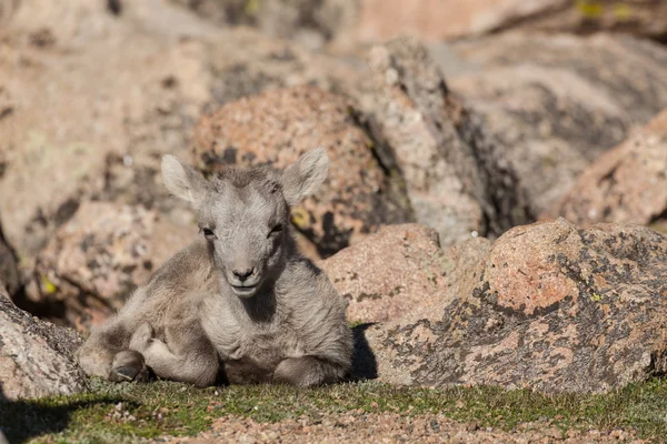 Bighorn Sheep Lamb