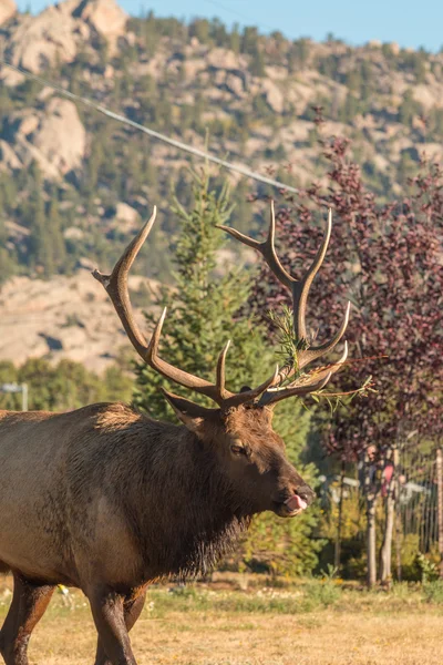 Bull Elk in the Rut