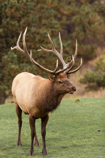 Big Bull Elk in Fall