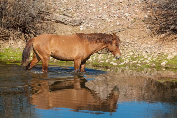Salt River Wild Horse