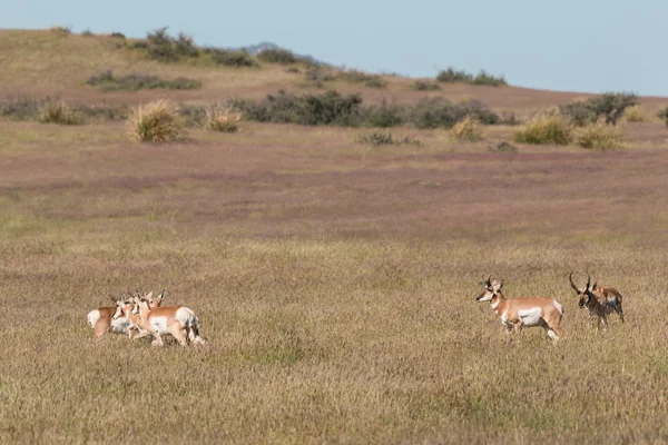 Pronghorn Antelope in Rut