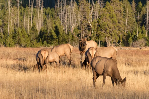 Rutting Elk Herd